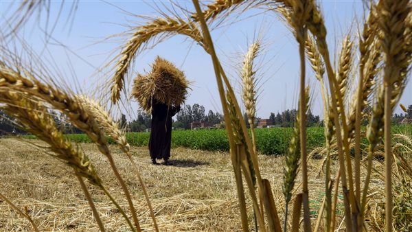 وزارة الزراعة: مصر تستهدف إنتاج 11 مليون طن من القمح