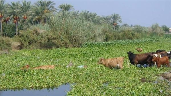 مبادرة لإعادة تدوير ورد النيل إلى منتجات ومشغولات يدوية.. الري توضح