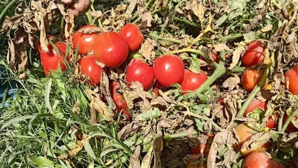 هجن الطماطم| جولة تفقدية بمحطة البحوث الزراعية في ثالث أيام العيد بجزيرة شندويل بسوهاج