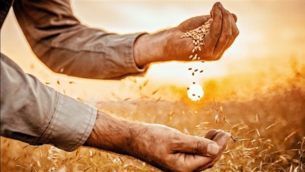 الزراعة تعلن بدء موسم توريد القمح.. 2500 جنيه للأردب والمستحقات خلال 48 ساعة