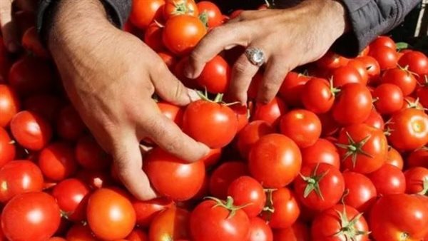 انخفاض أسعار الطماطم.. نائب رئيس شعبة الخضروات يزف بشرى سارة للمواطنين